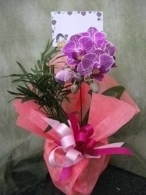 DSCF2345