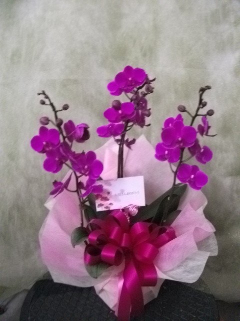 DSCF2349