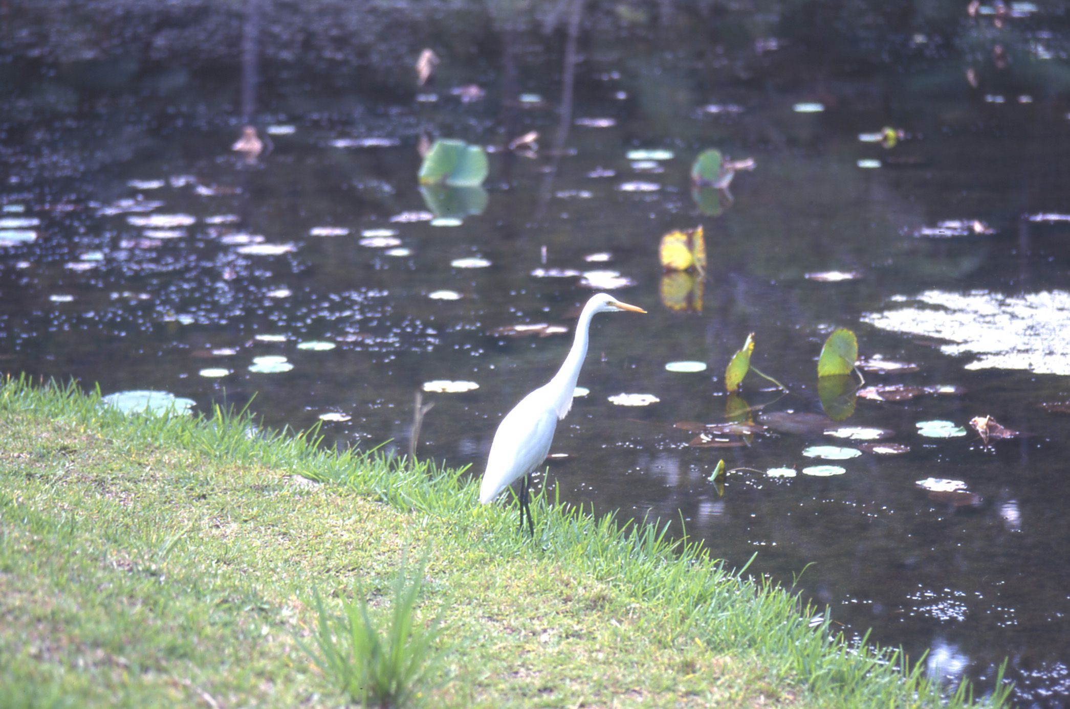 鳥チュウサギ
