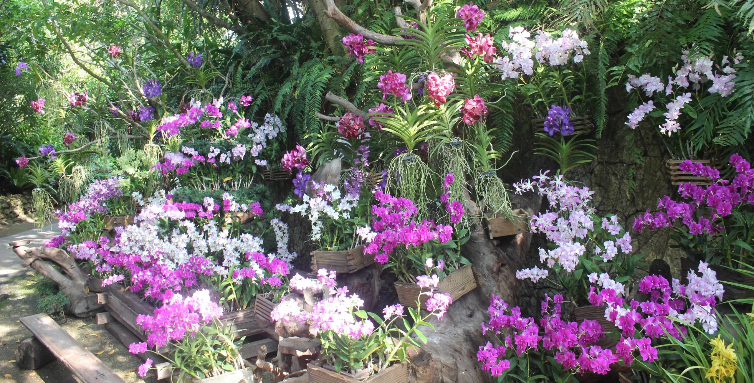 秋の花祭り2024～らんのアーチをくぐって「洋蘭交差点」～