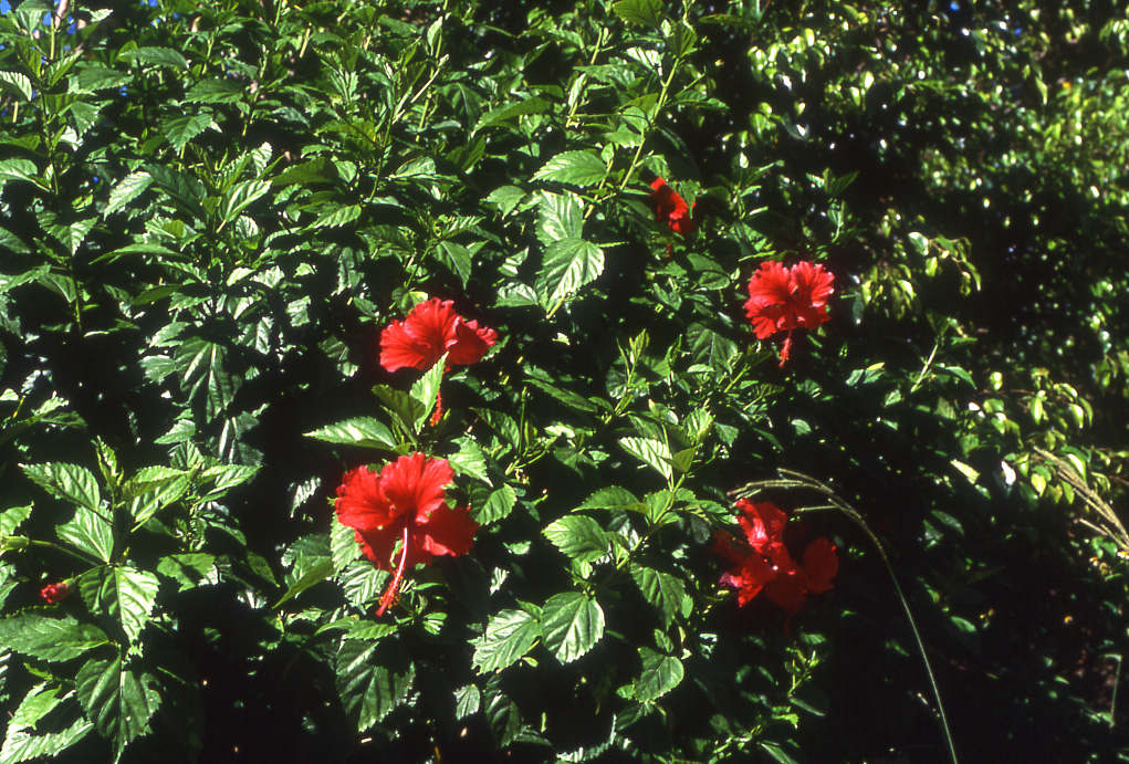 ブッソウゲ 豆知識