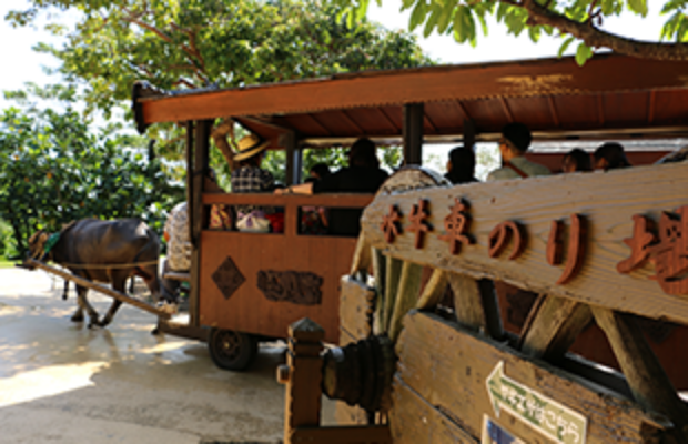 ビオスの丘 水牛車乗り場の様子