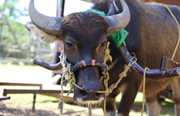ビオスの丘 水牛のアップ写真