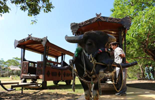 ビオスの丘 水牛車で園内を周遊している様子