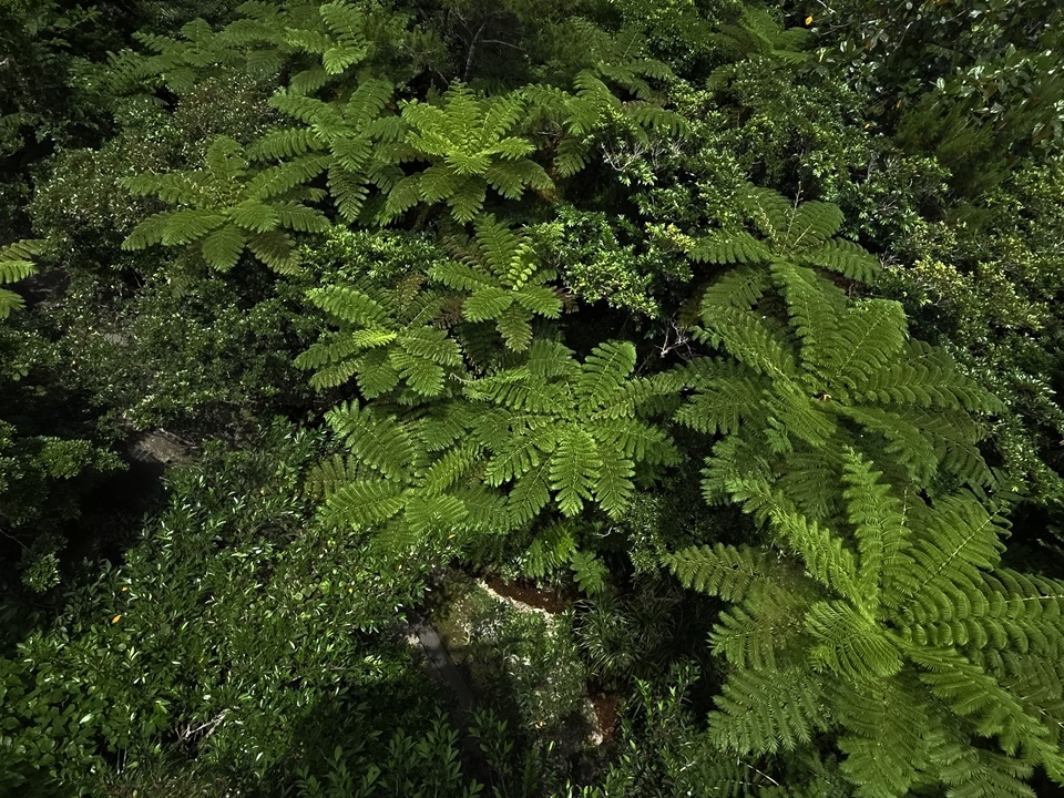 ヒカゲヘゴの画像