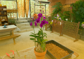 寄せ植えの完成