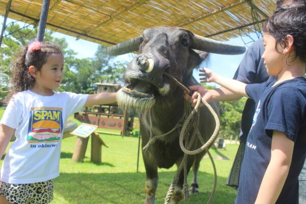 ビオスの丘・夏休み体験砦、水牛