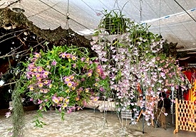 ピエラルディー花