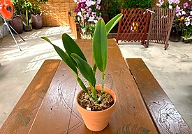 素焼き鉢に水苔で植え完成(仕上げ・名札付け)
