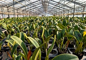 講師による育て方レクチャーと温室見学のイメージ(ビオスの丘・カトレヤ)