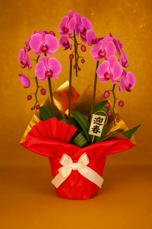 コチョウラン３本立 赤大輪のお正月ラン