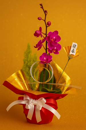 ミニコチョウラン１本立 赤のお正月ラン