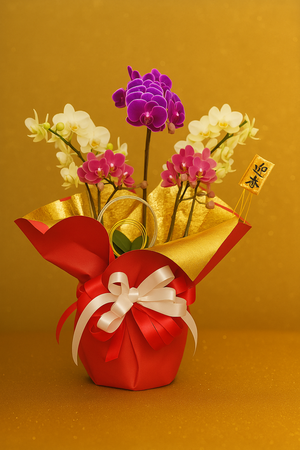 ミニコチョウラン５本立のお正月ラン