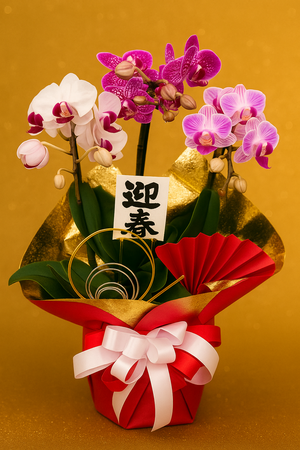 ミニコチョウラン3本立のお正月ラン