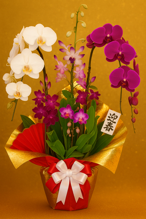 数量限定のお正月用寄せ植えラン 〈謡（うたい）〉