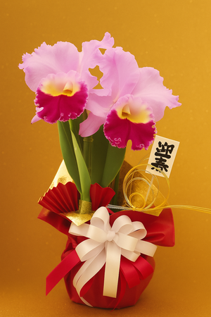 数量限定のカトレア大輪のお正月ラン