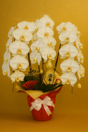 コチョウラン３本立 白大輪のお正月ラン