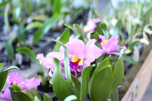 花織売店で販売している自社生産のカトレアの苗｜ビオスの丘