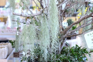 吊るして飾れるエアープランツが並ぶ花織売店のエアープランツコーナー
