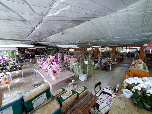 蘭の鉢や観葉植物が並ぶ花織売店の店内全景｜ビオスの丘