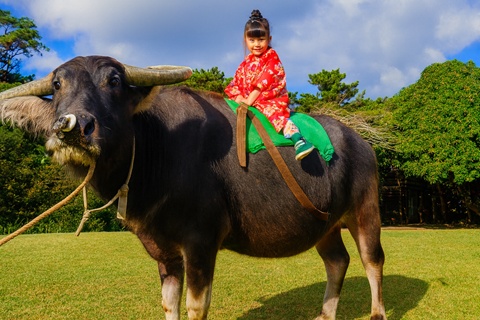 お正月限定イベント「水牛背乗り体験」の様子