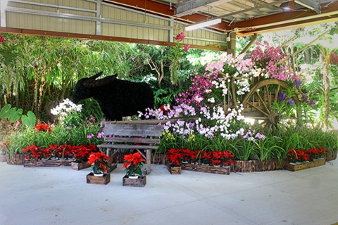 時を運ぶ水牛車 ー聖夜から新春へー