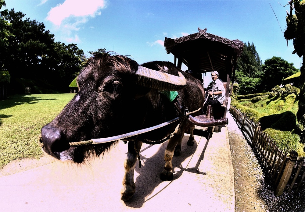 水牛車体験｜屋根付きで園内をのんびり周遊