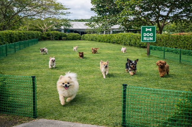 芝生のドッグランで小型犬が走って遊ぶ様子｜ビオスの丘 期間限定ドッグラン