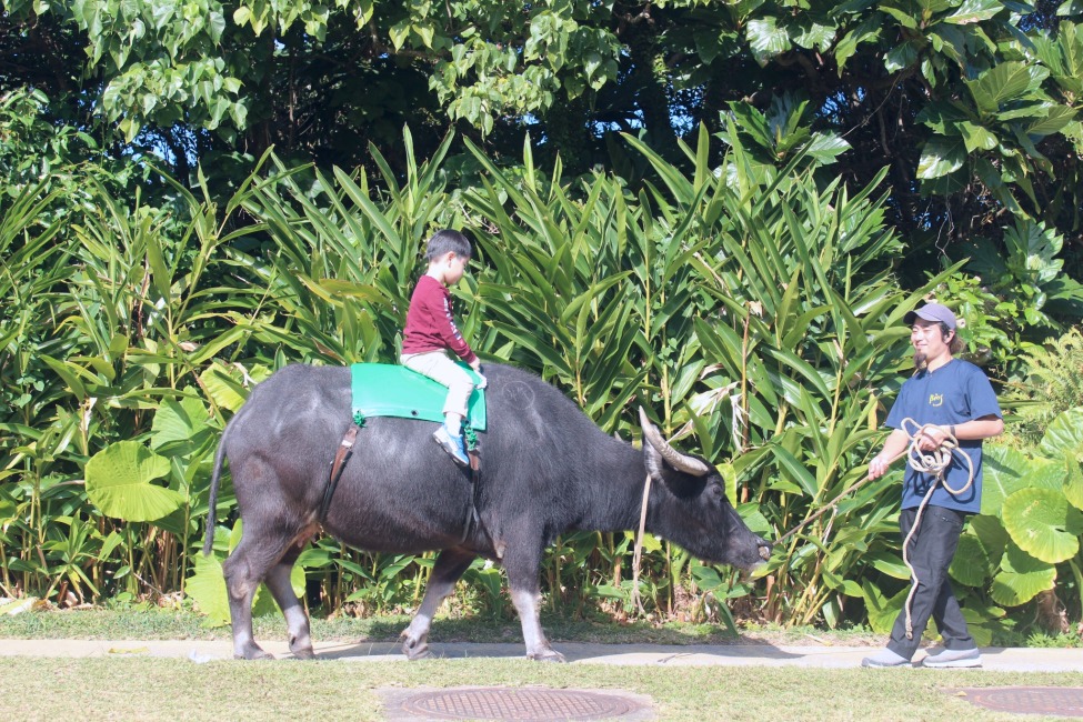 水牛背乗り体験｜緑の小道をゆっくり進む水牛に子どもが乗っている様子