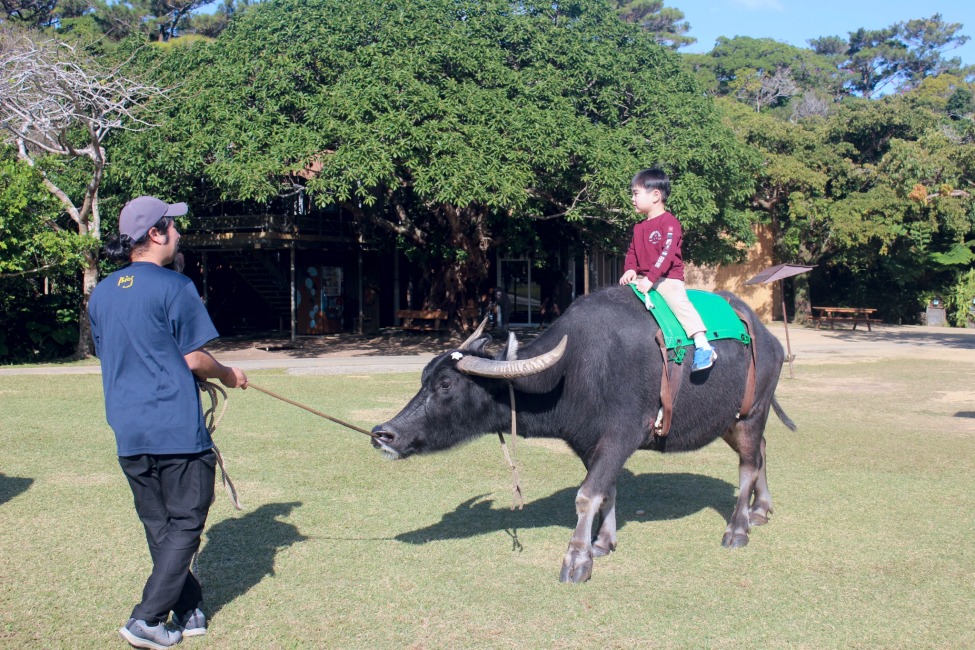 水牛背乗り体験｜スタッフが水牛を誘導し、広場で子どもが水牛の背中に乗っている様子