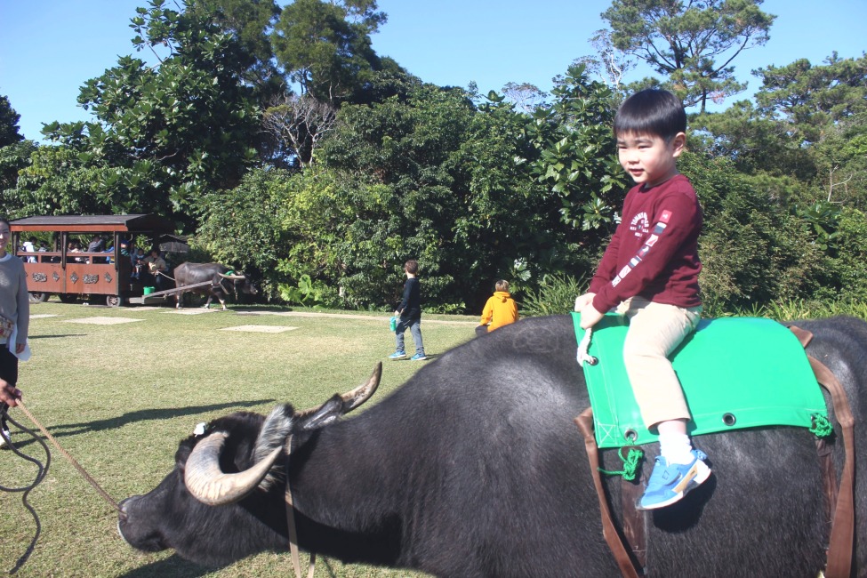 水牛背乗り体験｜子どもが水牛の背中に乗り、園内の景色と一緒に楽しむ様子