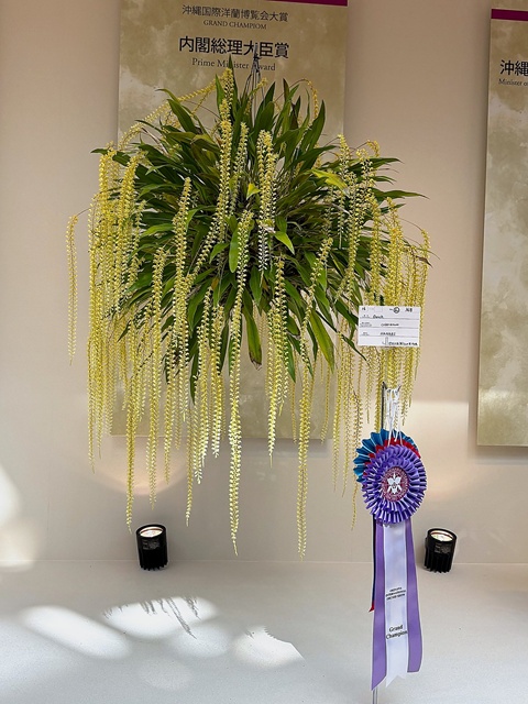 沖縄国際洋蘭博覧会2026 大賞（内閣総理大臣賞）受賞作品 セロジネCoel.(cobbiana x uncata) 'HANABI'｜受賞リボンと作品アップ