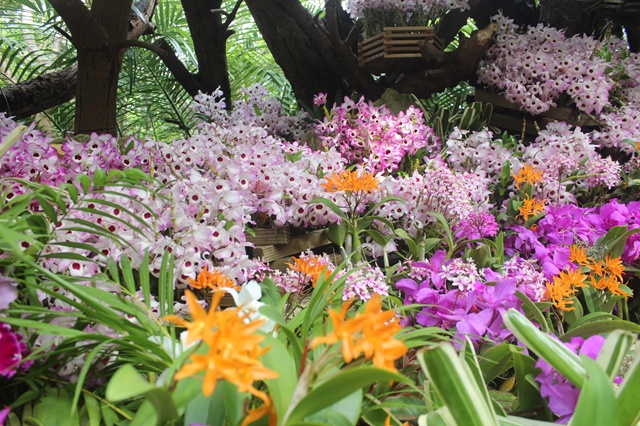 ピンク系デンドロビューム・ノビルとカトレヤなど、らんの花々が一面に咲く様子