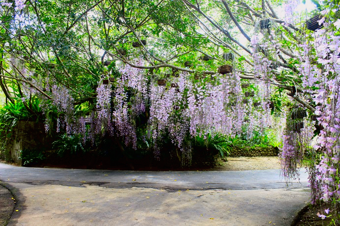 新緑の園路に垂れ下がる下垂らんの花房が連なる風景（花のシャワートンネル）