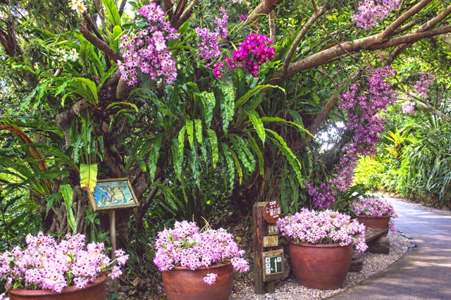 園路の曲がり角に、鉢植えのらんが並び散策を彩る様子