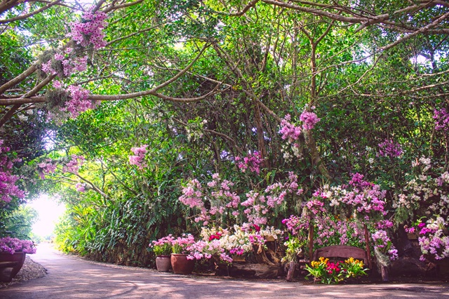 新緑の森の園路に、らんの花々が連なり春の花景色が広がる様子