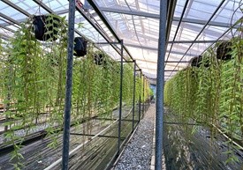 温室で育てている様子（ビオスの丘）
