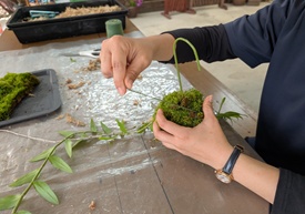 緑糸で巻いて固定し、つるの向きを整えて仕立てる工程