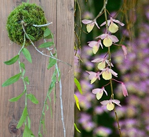 完成品とピエラルディーの開花イメージ（花の様子）