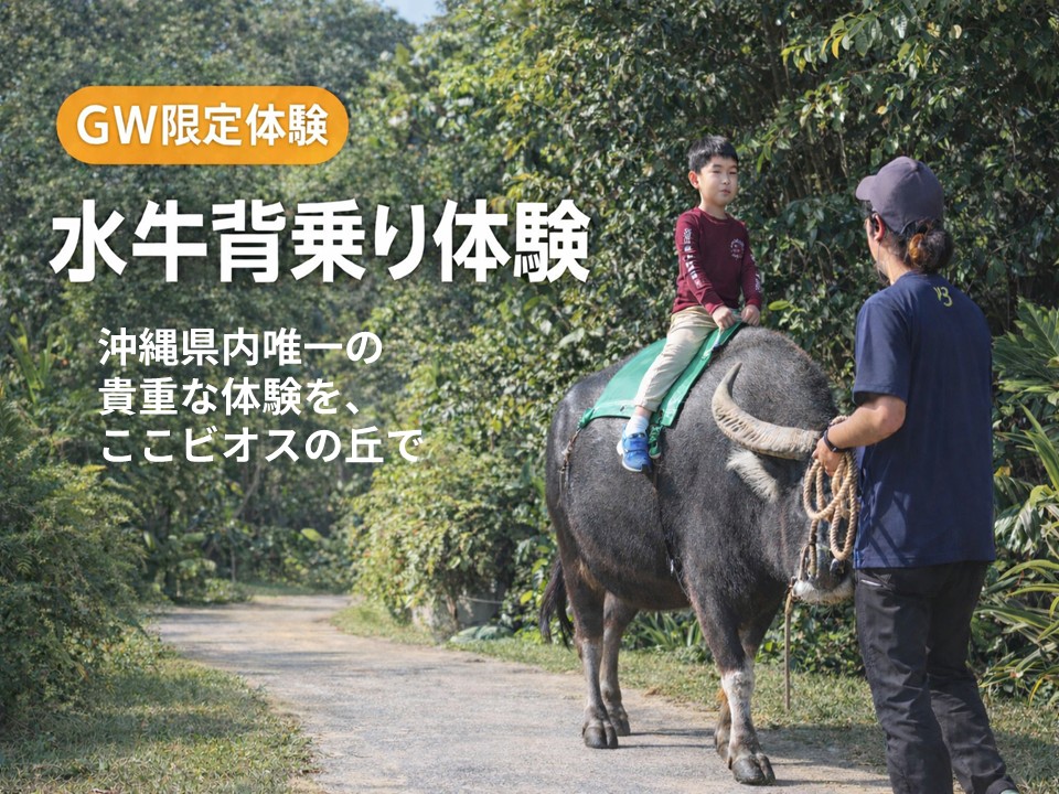 GW水牛背乗り体験｜ビオスの丘で開催する沖縄県内唯一の水牛背乗り体験