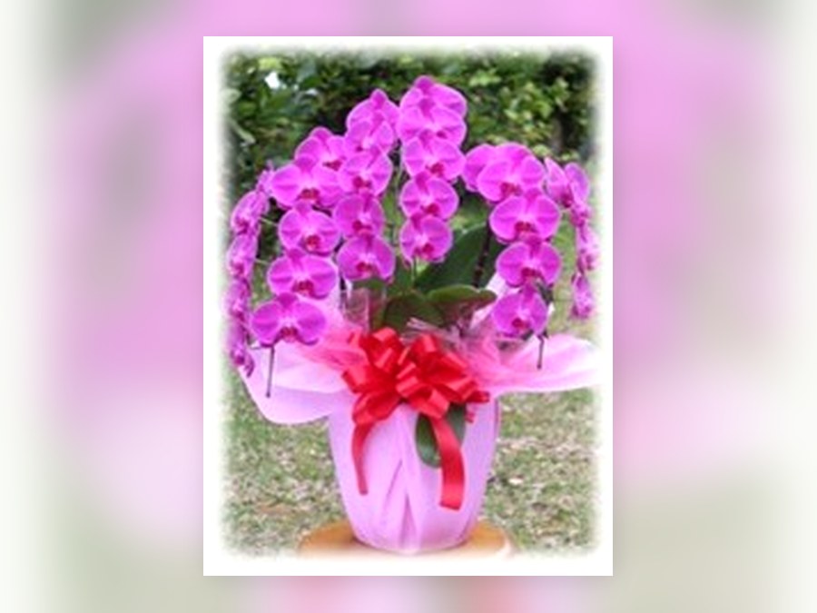 母の日ギフト用のコチョウラン3本立