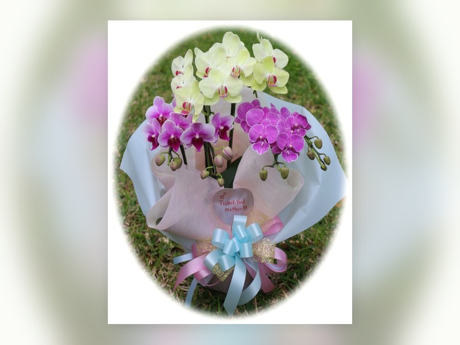 母の日 らんの贈り物 Orchids Flower Gift 園芸店 花織