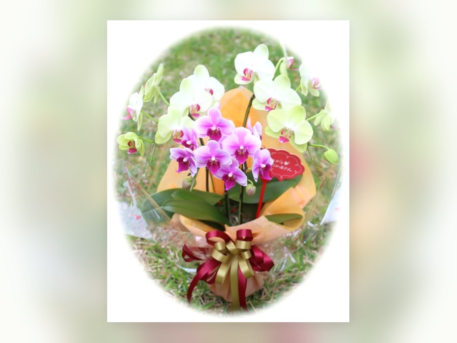 ミニコチョウラン2鉢寄せ植えの母の日ギフト