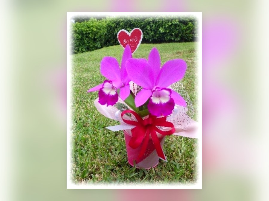 ミニカトレヤの母の日ギフト