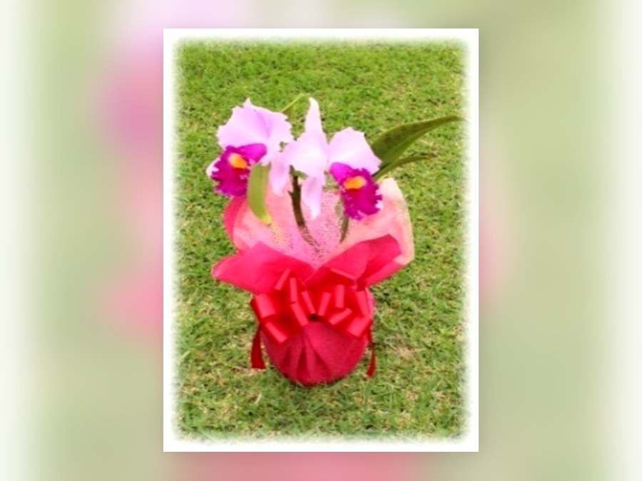 カトレヤ大輪の母の日ギフト