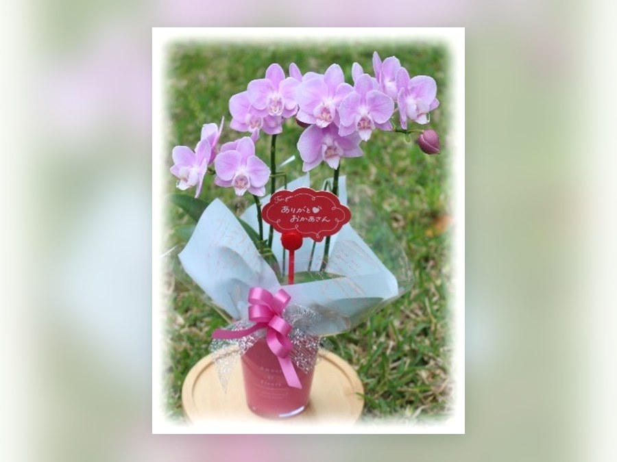 ミニコチョウラン1鉢植えの母の日ギフト 画像1