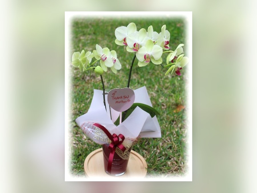 ミニコチョウラン1鉢植えの母の日ギフト 画像2