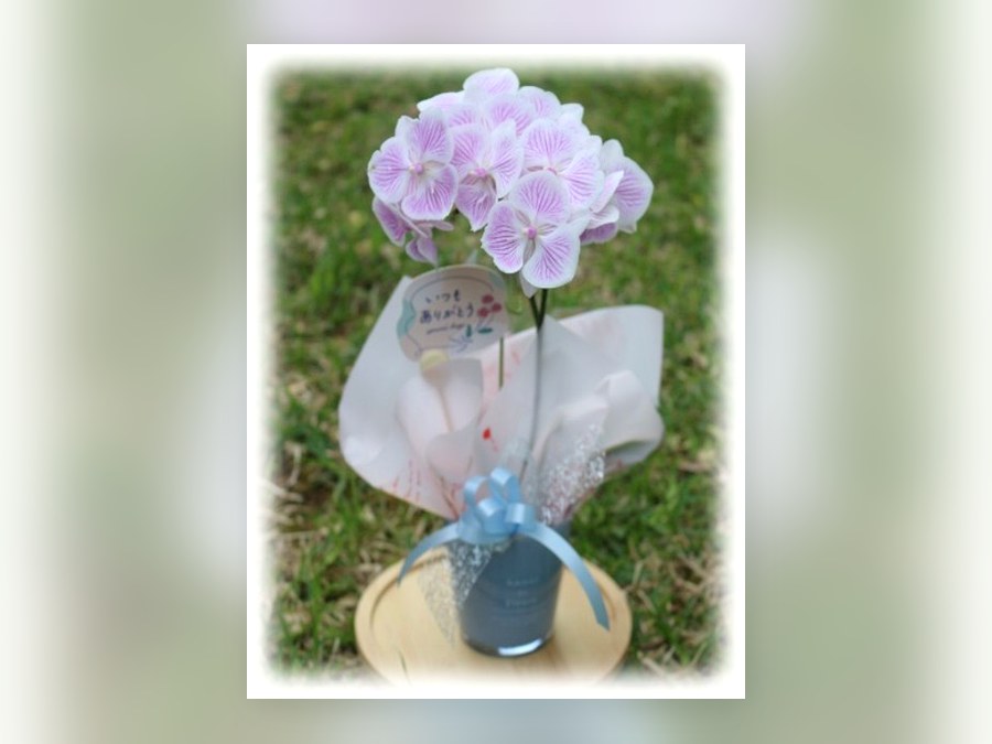 ミニコチョウラン1鉢植えの母の日ギフト 画像3