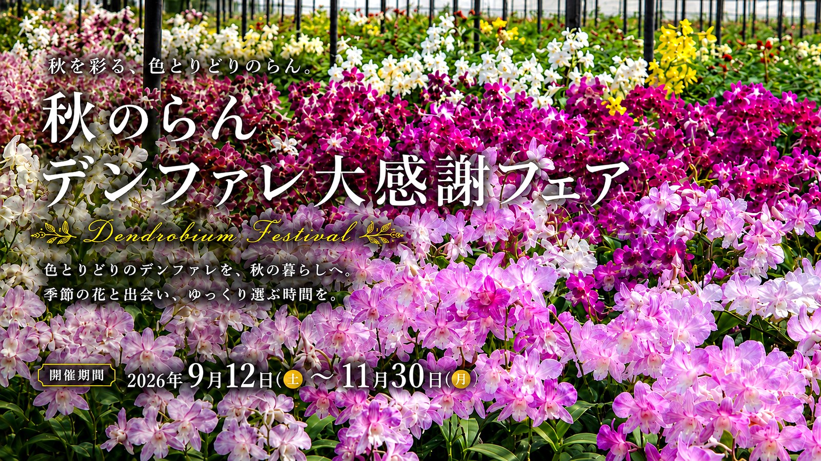 色鮮やかなデンファレ